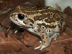 Фото Пуштунская жаба
