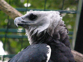 Фото Harpy eagle