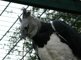 Фото Harpy eagle