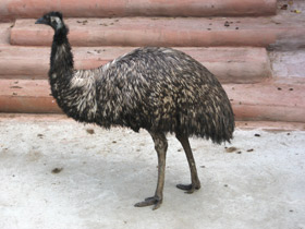 Фото Emú común