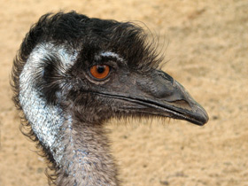 Фото Emú común