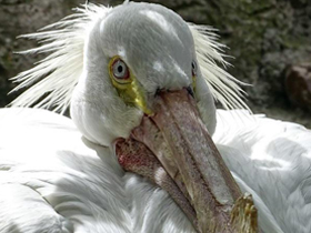 Фото Американский белый пеликан