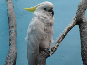 Фото Cacatúa de moño amarillo