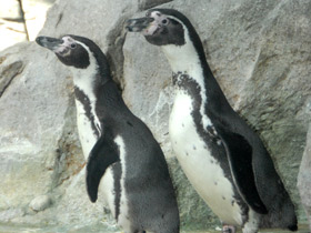 Фото Pingüino de Humboldt