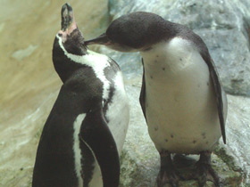 Фото Pingüino de Humboldt