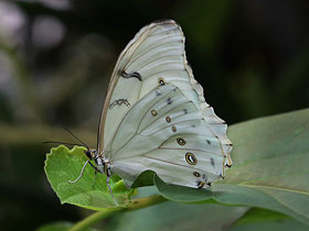 Фото Mariposa morfo blanca