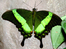 Фото Papilio palinurus