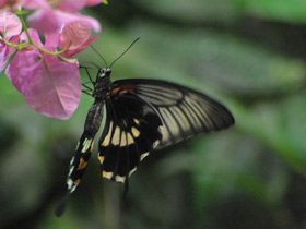 Фото Papilio rumanzovia
