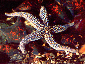 Фото Estrella de mar del Pacífico