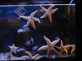 Фото Estrella de mar del Pacífico