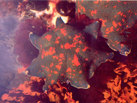 Фото Estrella de mar de pie ganso