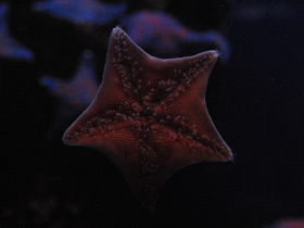 Фото Estrella de mar de pie ganso
