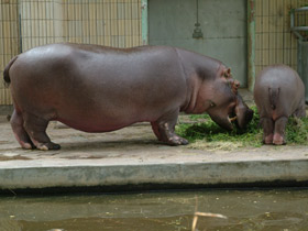 Фото Hipopótamo común