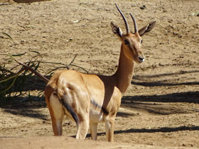 Фото Red-fronted gazelle