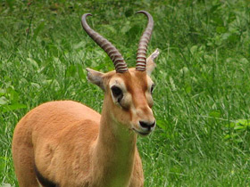 Фото Red-fronted gazelle