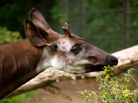 Фото Okapi