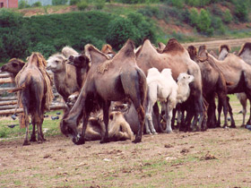 Фото Camello bactriano