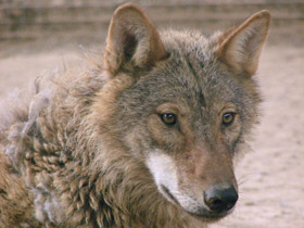 Фото Тибетский волк