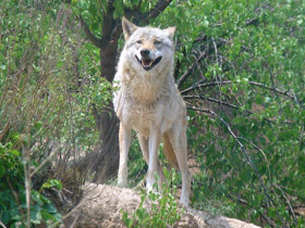 Фото Тибетский волк