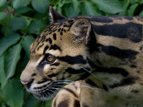 Фото Leopardo de Las Nieves de Sunda
