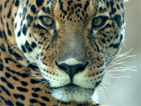 Фото Jaguar