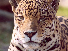 Фото Jaguar