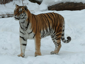 Tigre de Amur