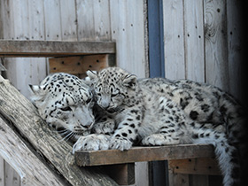 Фото Snow leopard