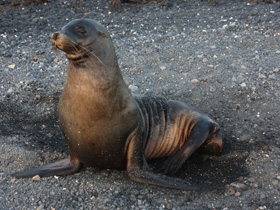 Фото León marino de las Galápagos