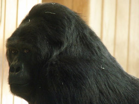 Фото Gorila oriental