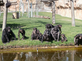 Фото Chimpancé común