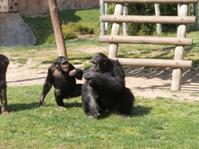 Фото Chimpancé común