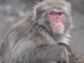 Фото Macaco japonés