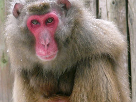 Фото Macaco japonés