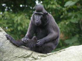 Фото Macaco negro crestado