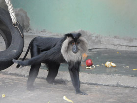 Фото Macaco de cola de león
