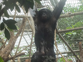 Фото Bonobo