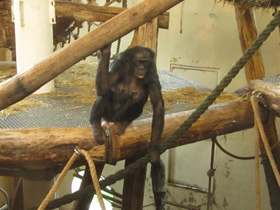 Фото Bonobo