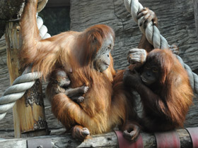 Фото Orangután de Sumatra