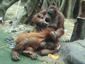 Фото Orangután de Sumatra