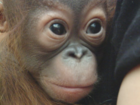 Фото Orangután de Borneo