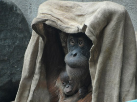 Фото Orangután de Borneo