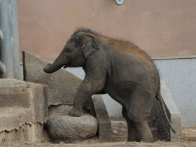 Фото Elefante asiático