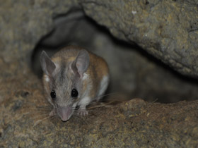 Фото Иглистая мышь