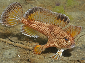 Фото Spotted handfish