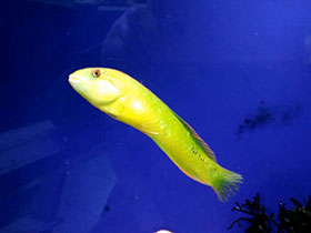 Фото Seagrass wrasse