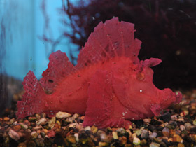 Фото Eschmeyer Scorpionfish