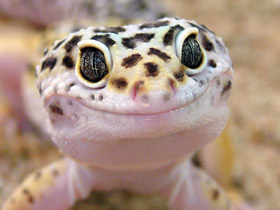 Фото Леопардовый геккон