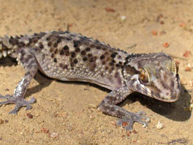 Фото Mocquard's Madagascar ground gecko