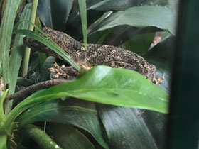 Фото Mocquard's Madagascar ground gecko